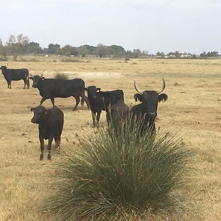 "La Pradeto" Gite Rural Camargue آرْلْ المظهر الخارجي الصورة
