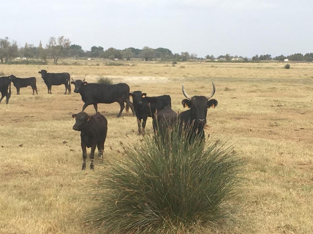 "La Pradeto" Gite Rural Camargue آرْلْ المظهر الخارجي الصورة