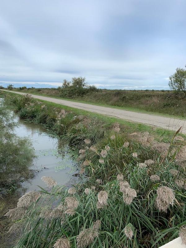 "La Pradeto" Gite Rural Camargue آرْلْ المظهر الخارجي الصورة
